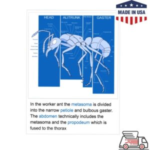 kenny Wikimedia Store Merch Articles Of Style Anatomy Of An Ant Long Sleeve Shirt2